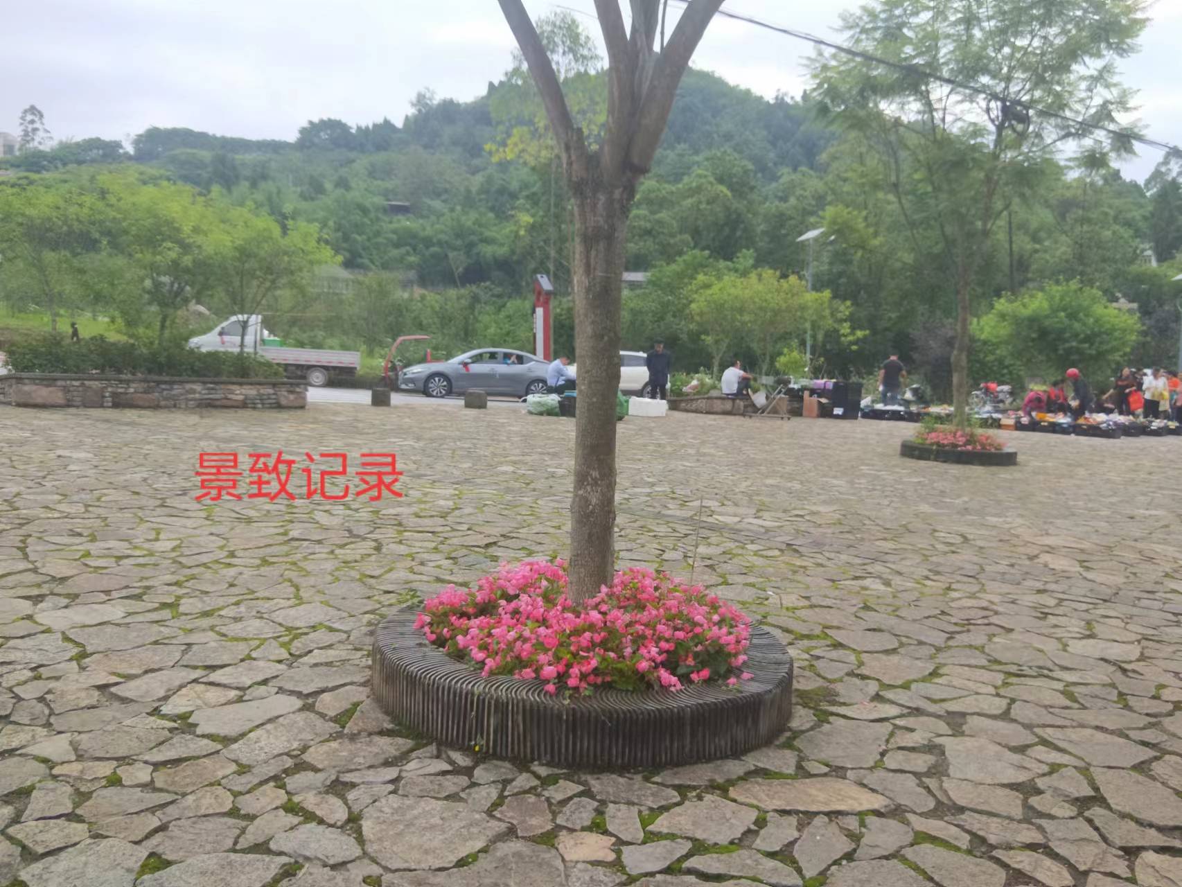 景致记录 在火炉重庆 请珍惜短暂的初夏时光 去看看那花与树 道路 紫娇 粉红色 景致记录 在火炉重庆 请珍惜短暂的初夏时光 去看看那花与树 道路 紫娇 粉红色