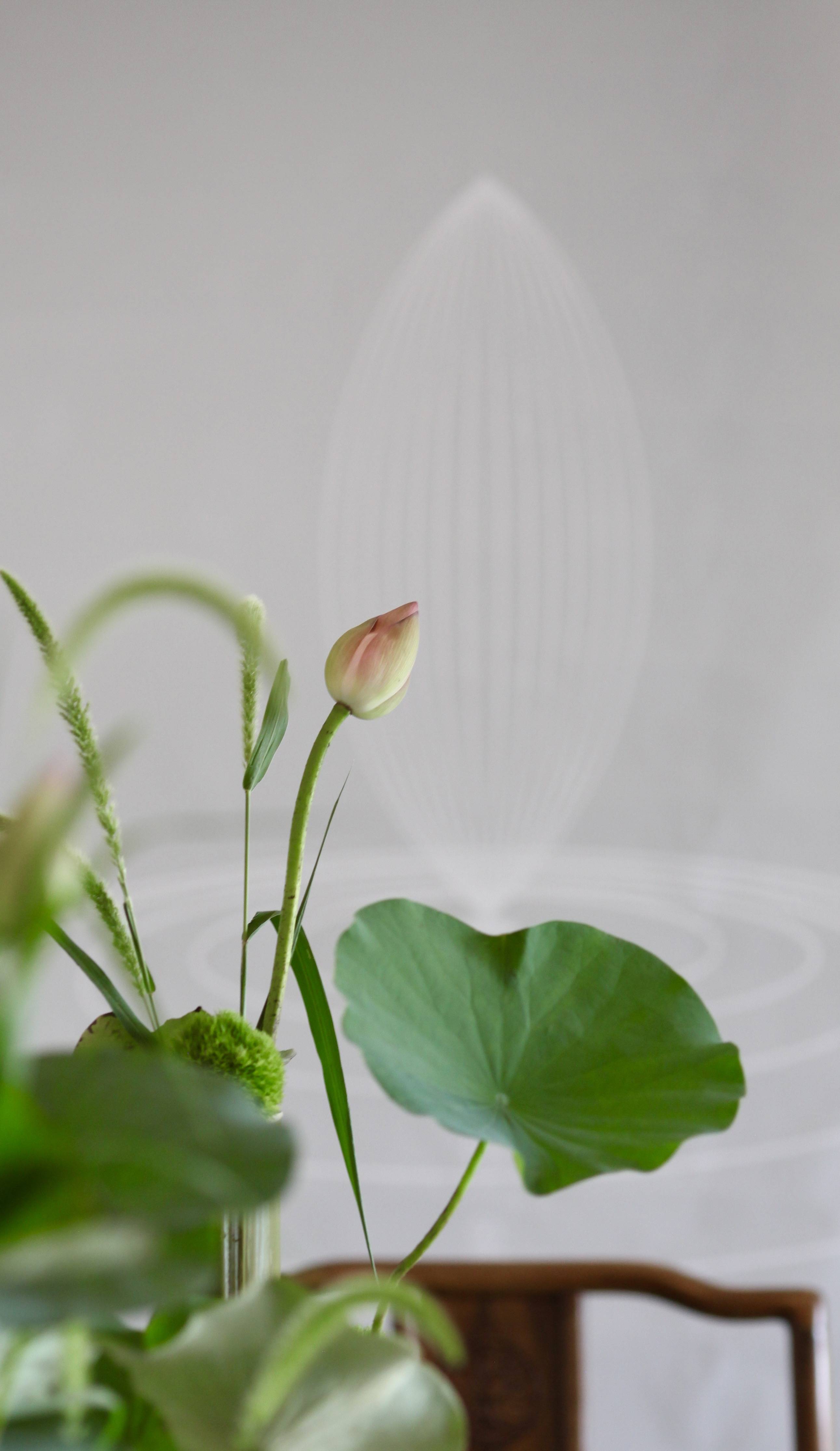 蘭印象支部夏日雅集·风动荷香|东方美学#茶会雅集花道布置