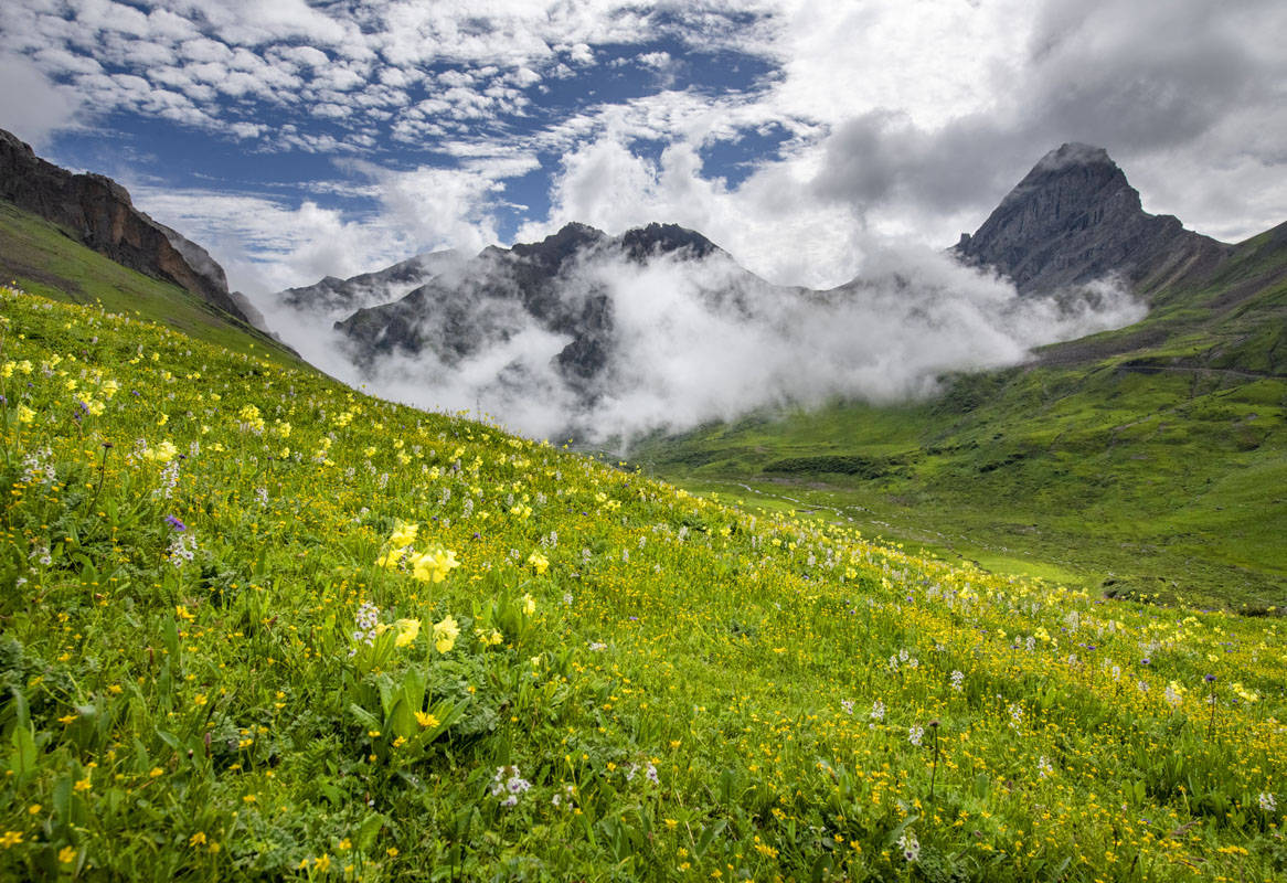 2022年7月20日,四川省阿坝州小金县汗牛旅游区迎来盛花季,山花烂漫