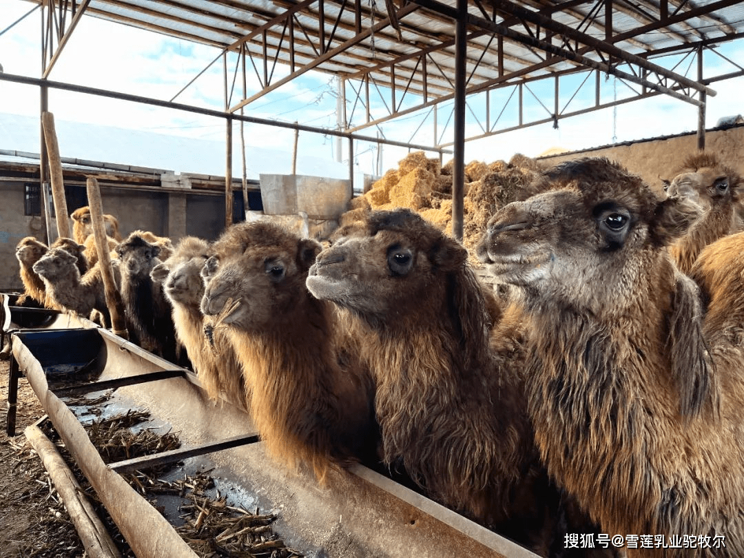 駝牧爾駱駝奶粉發展特色駱駝養殖新疆駝奶廠家伊犁雪蓮乳業助力鄉村