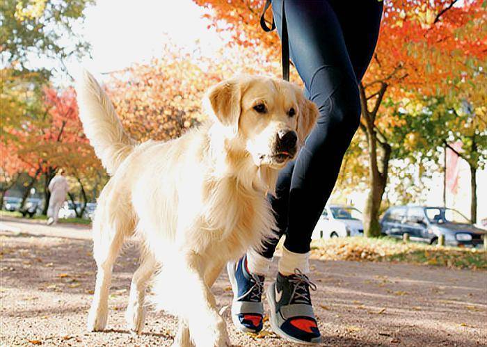 什么是狗狗骨折 怎么应急处理 部位 夹板 暴力