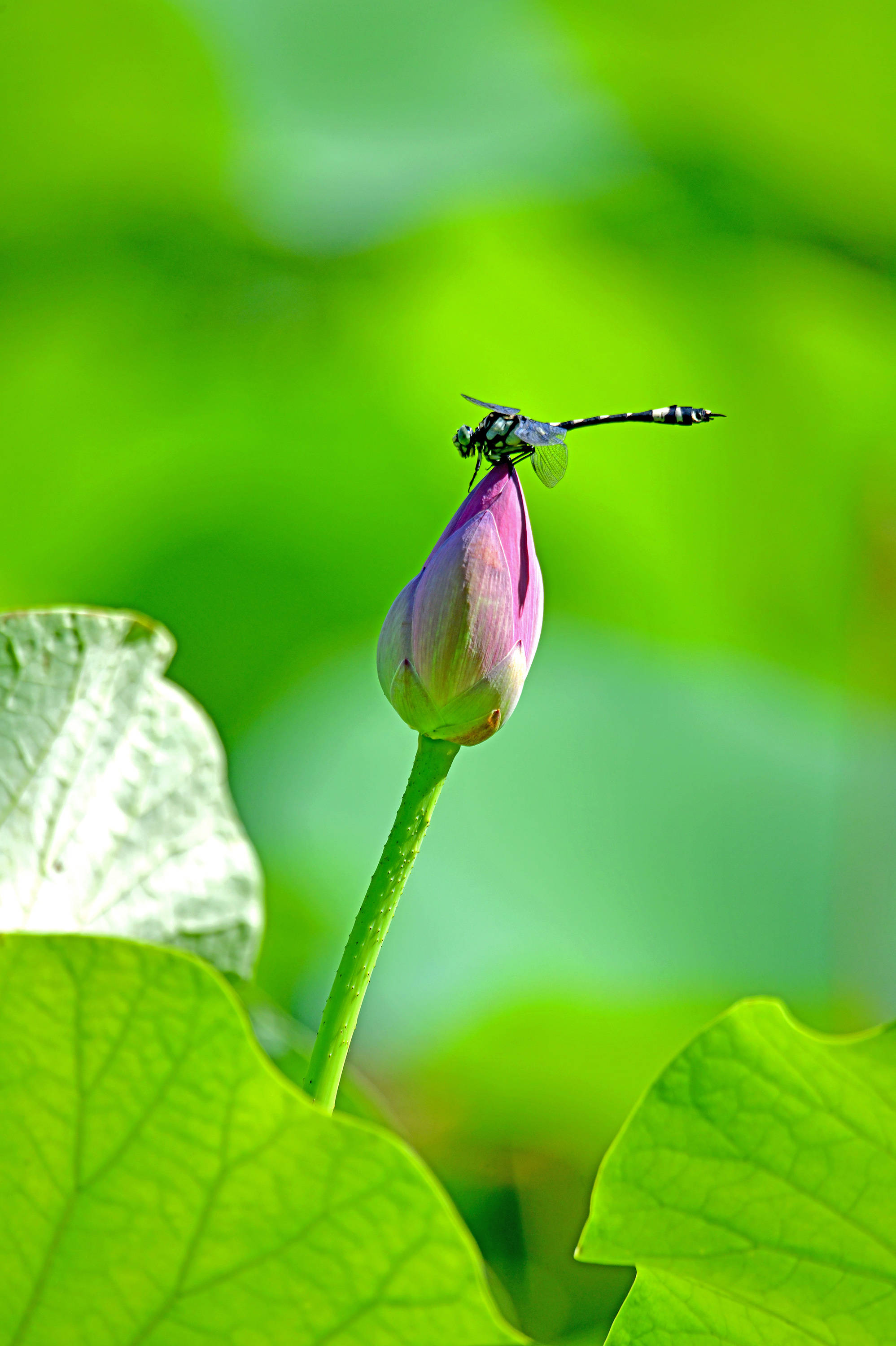 荷包_荷叶_保护