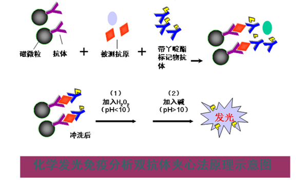 国产免疫化学发光分析仪原理介绍及技术特点介绍_测量_抗体_抗原