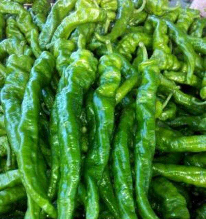 长青龙螺丝椒龙椒辣椒种子_栽培_全国_果径