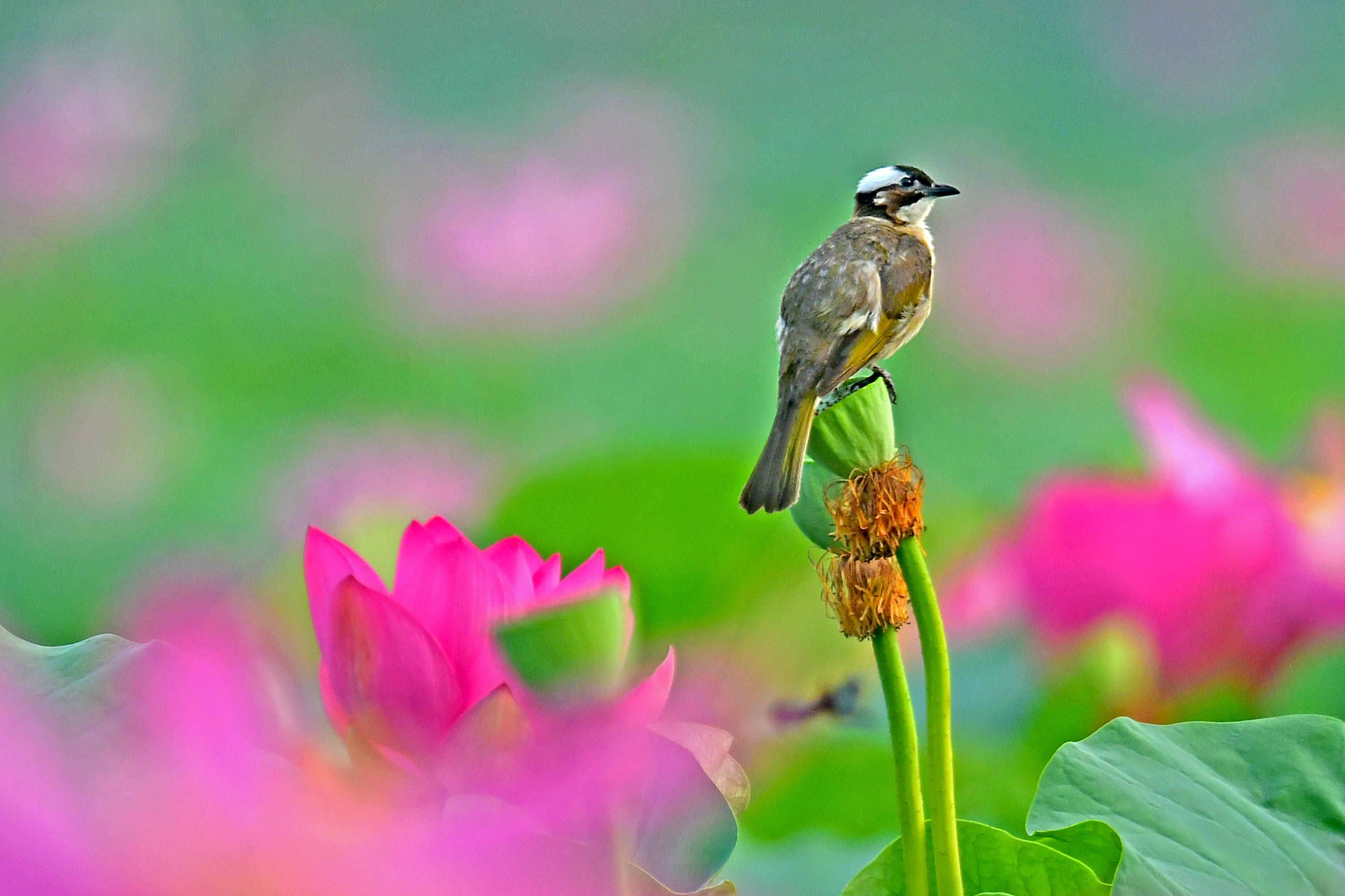 荷塘花鸟画(十八)——满塘荷花红,莲蓬白头鹎._保护_鸟类_满是