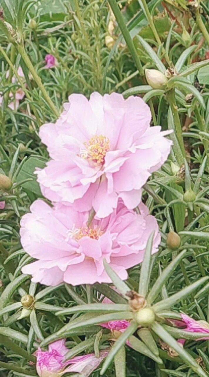 家里的马蜂菜开花了!_菜花_太阳_阳光