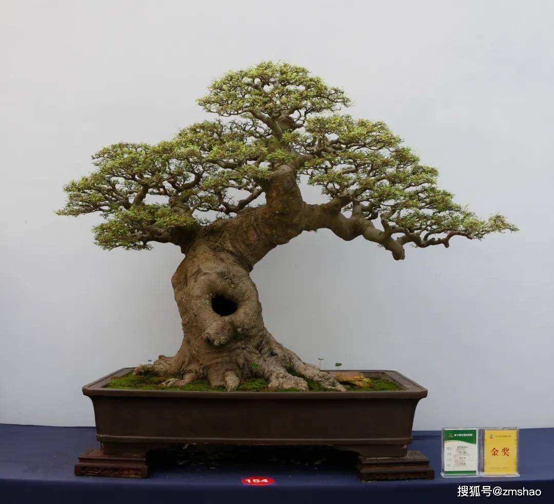 杂木盆景欣赏1-搜狐大视野-搜狐新闻