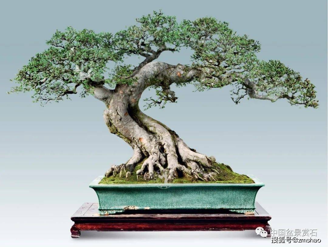 杂木盆景欣赏3-搜狐大视野-搜狐新闻