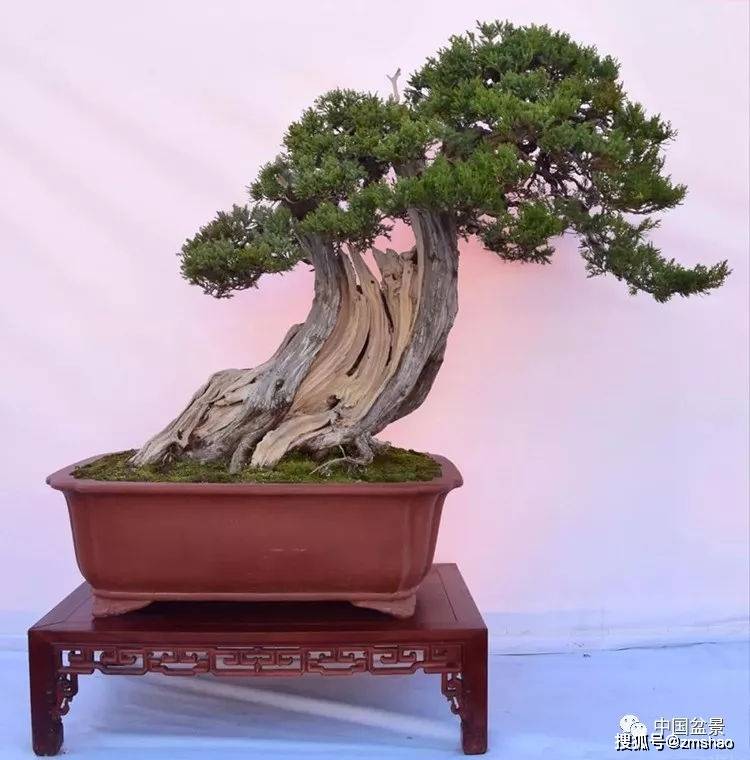 杂木盆景欣赏2-搜狐大视野-搜狐新闻