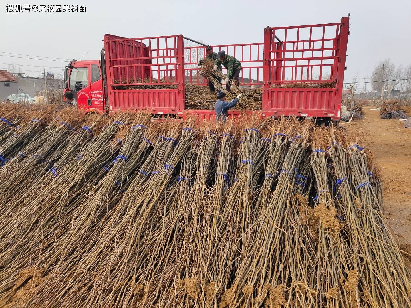 新品种阳光玫瑰葡萄口感怎么样