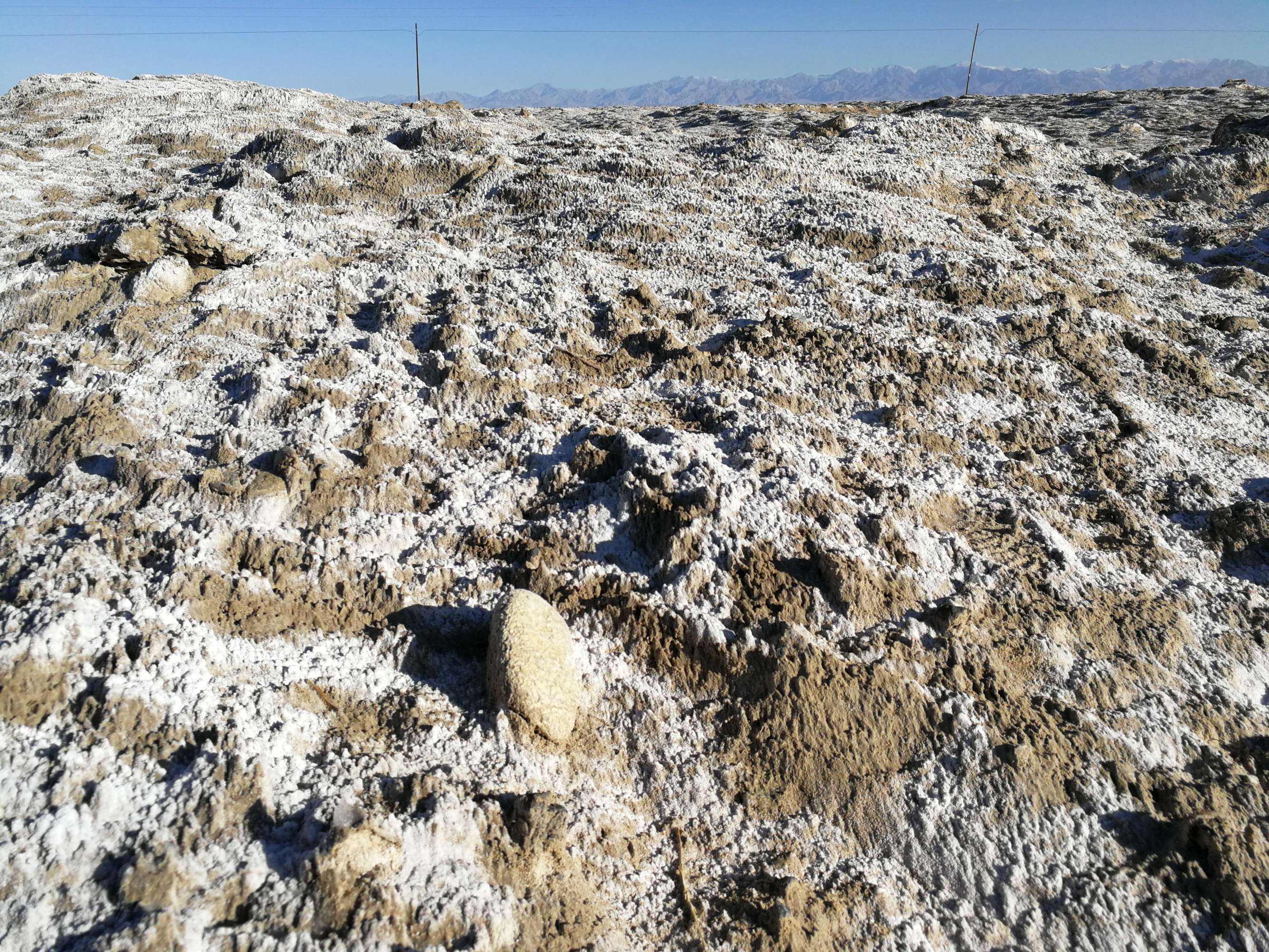 甘肃土地盐碱化的原因 甘肃戈壁盐碱地适合种什么 干旱的盐碱地适合种