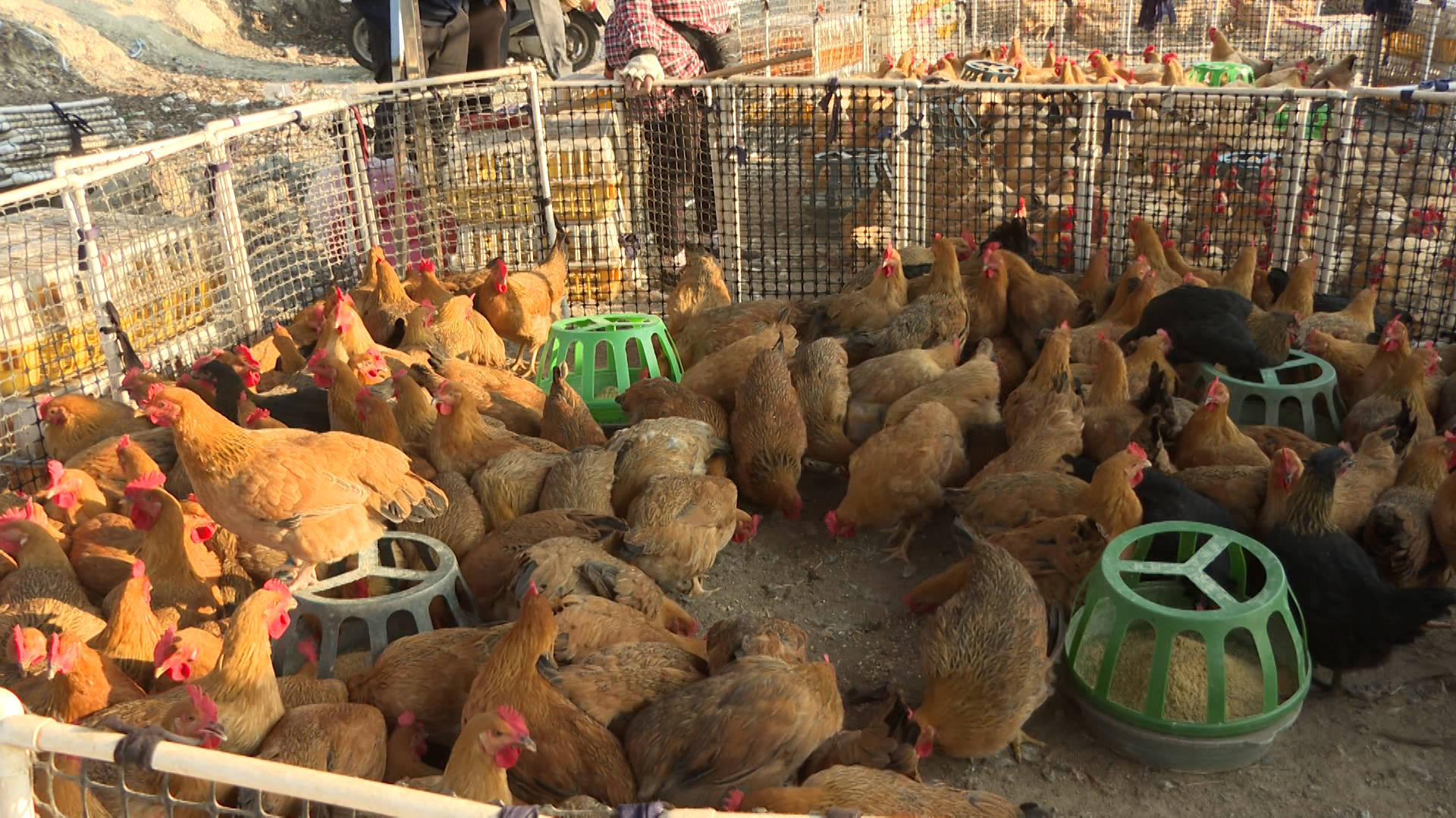 据了解,下朗圩活禽交易市场是养殖户自发形成的,已有很长时间了,每逢