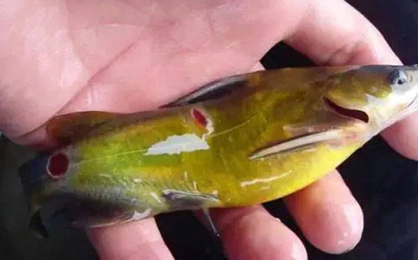 黄颡鱼得了小瓜虫为什么难治?治疗方法有哪些?_寄生_危害_叮清
