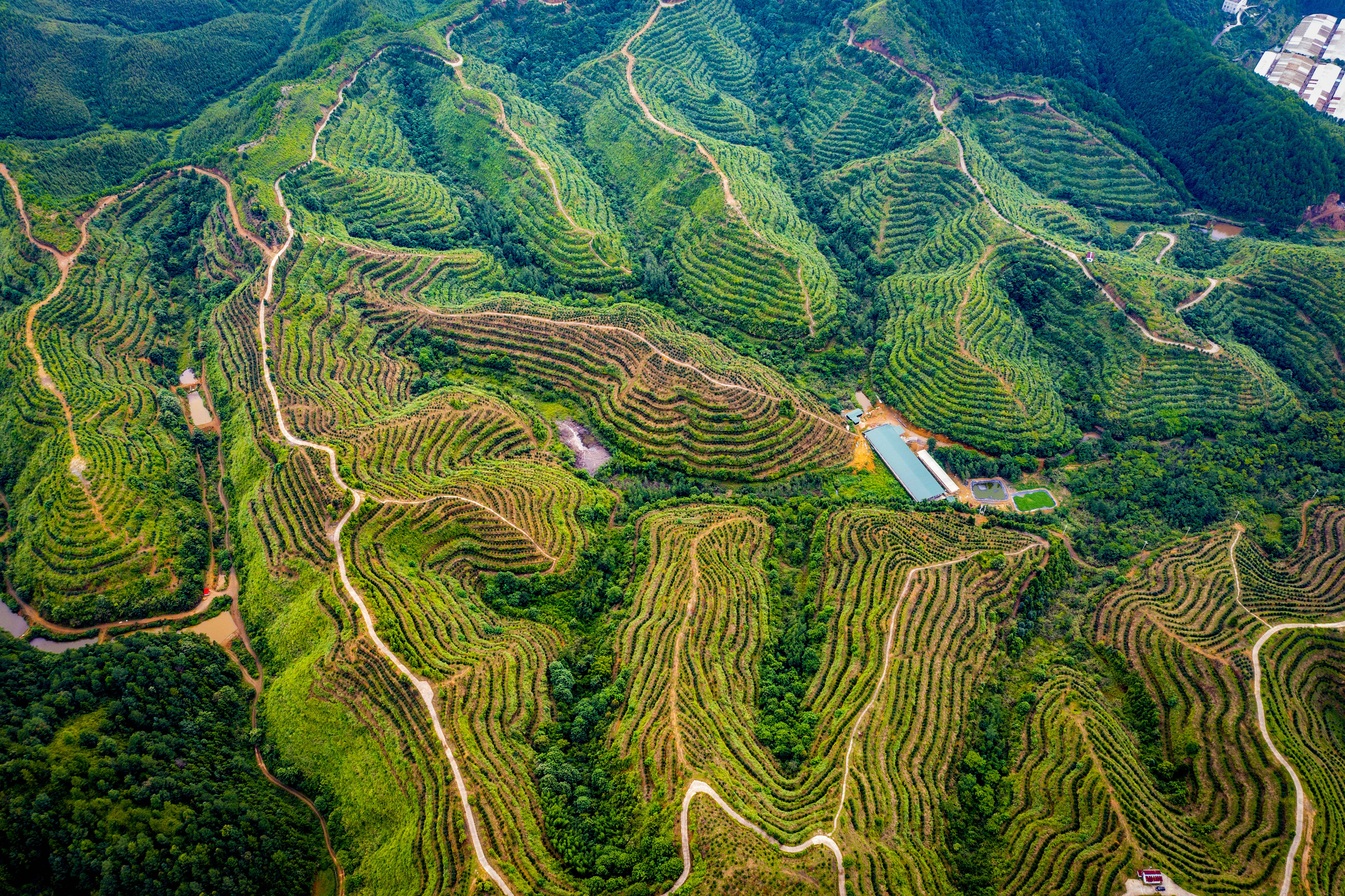 乡村振兴新引擎 ——江西林业推动油茶产业高质量发展纪实