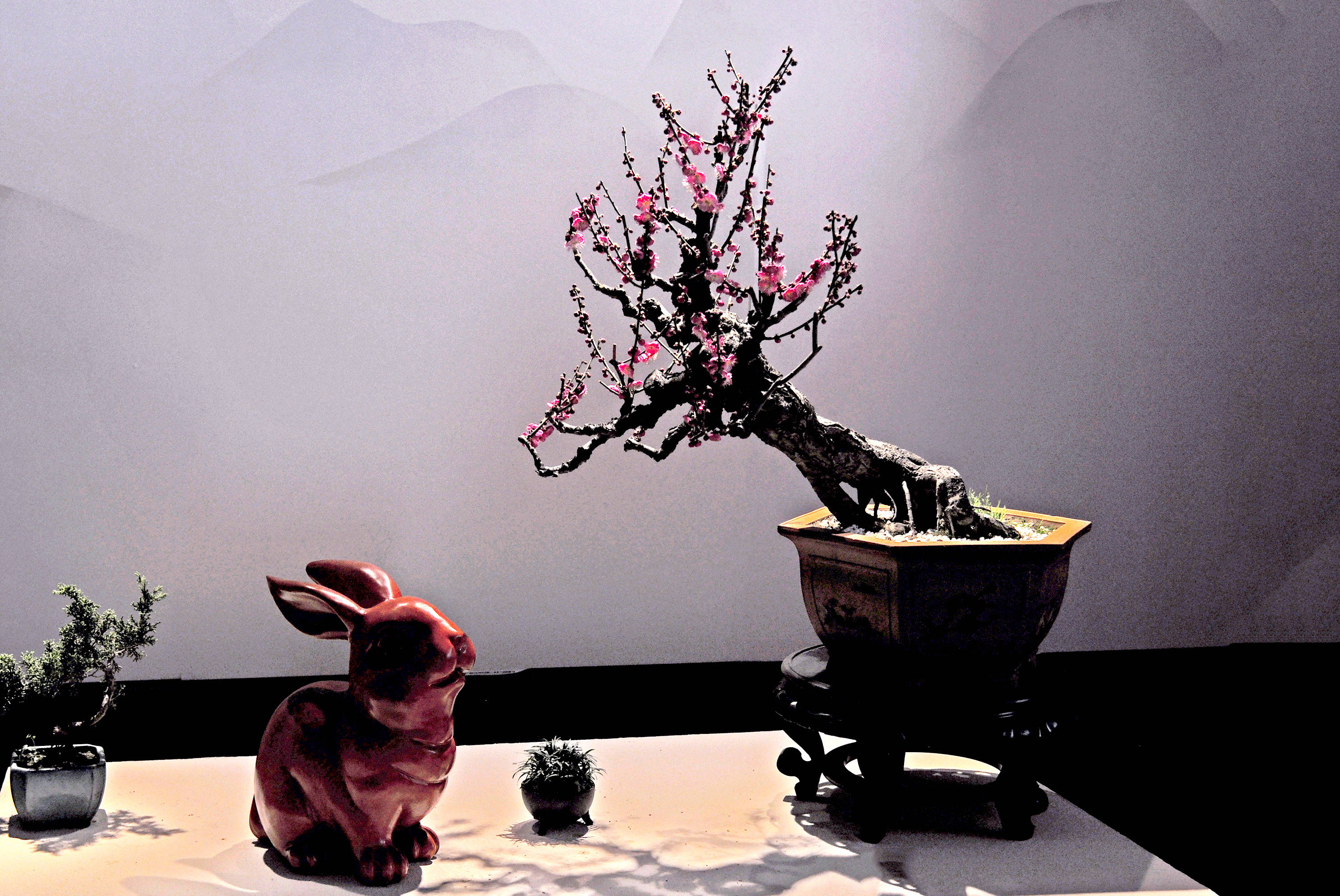 新春佳节赏梅花盆景