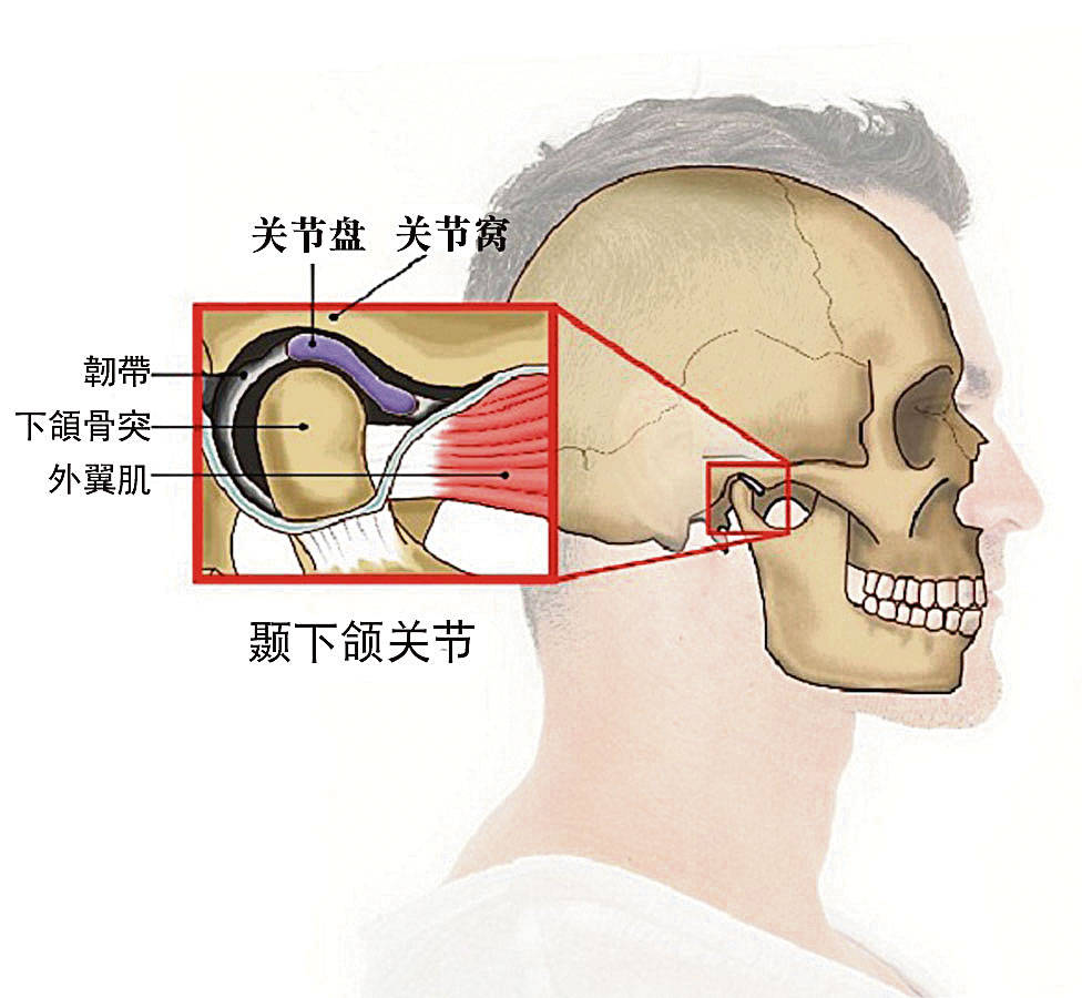 颞下颌关节(tmj)是连接下颌骨和颅骨的关节,位于两侧脸颊和颧骨下方
