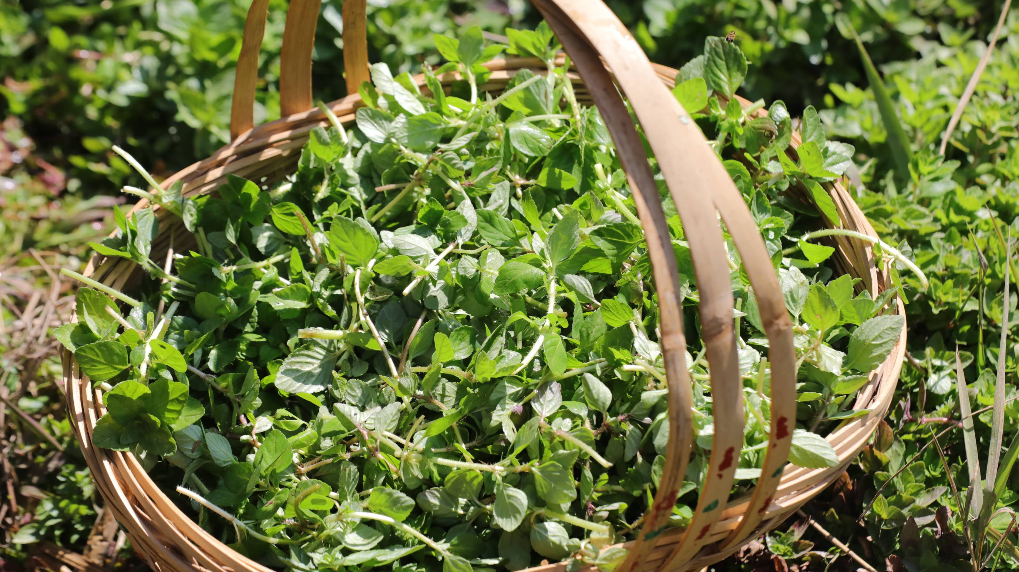 云南施甸天然美食:水香菜 春味"食足"_吃法_骨头_备用