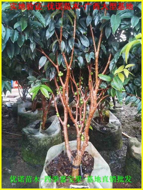 南方,北方合适种植的嘉宝果品种艾斯卡嘉宝果,四季早生嘉宝果多宝果可