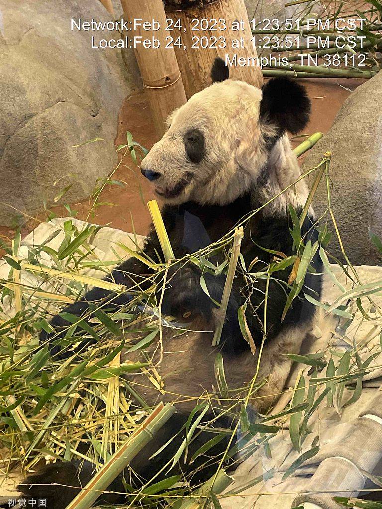 身体状况评估完毕 旅美大熊猫丫丫要回来了-搜狐大视野-搜狐新闻