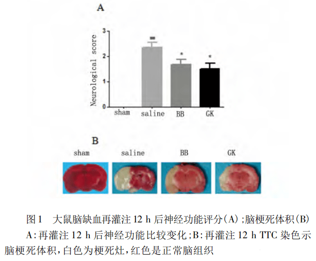 銀杏內酯專欄:銀杏內酯和白果內酯對大鼠腦缺血再灌注損傷後vegf的