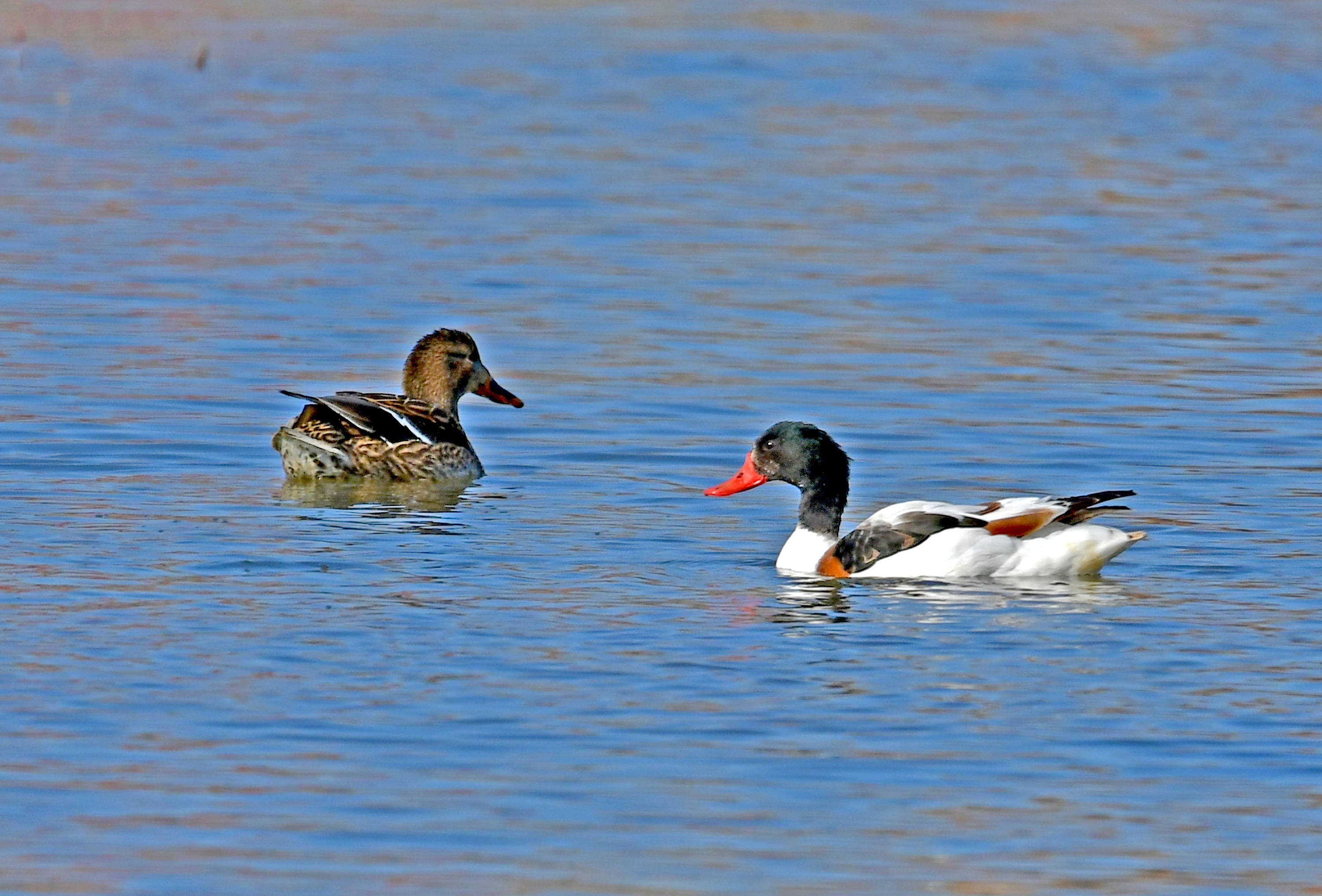 翘鼻麻鸭——观鸟纪实_保护_身体_活动