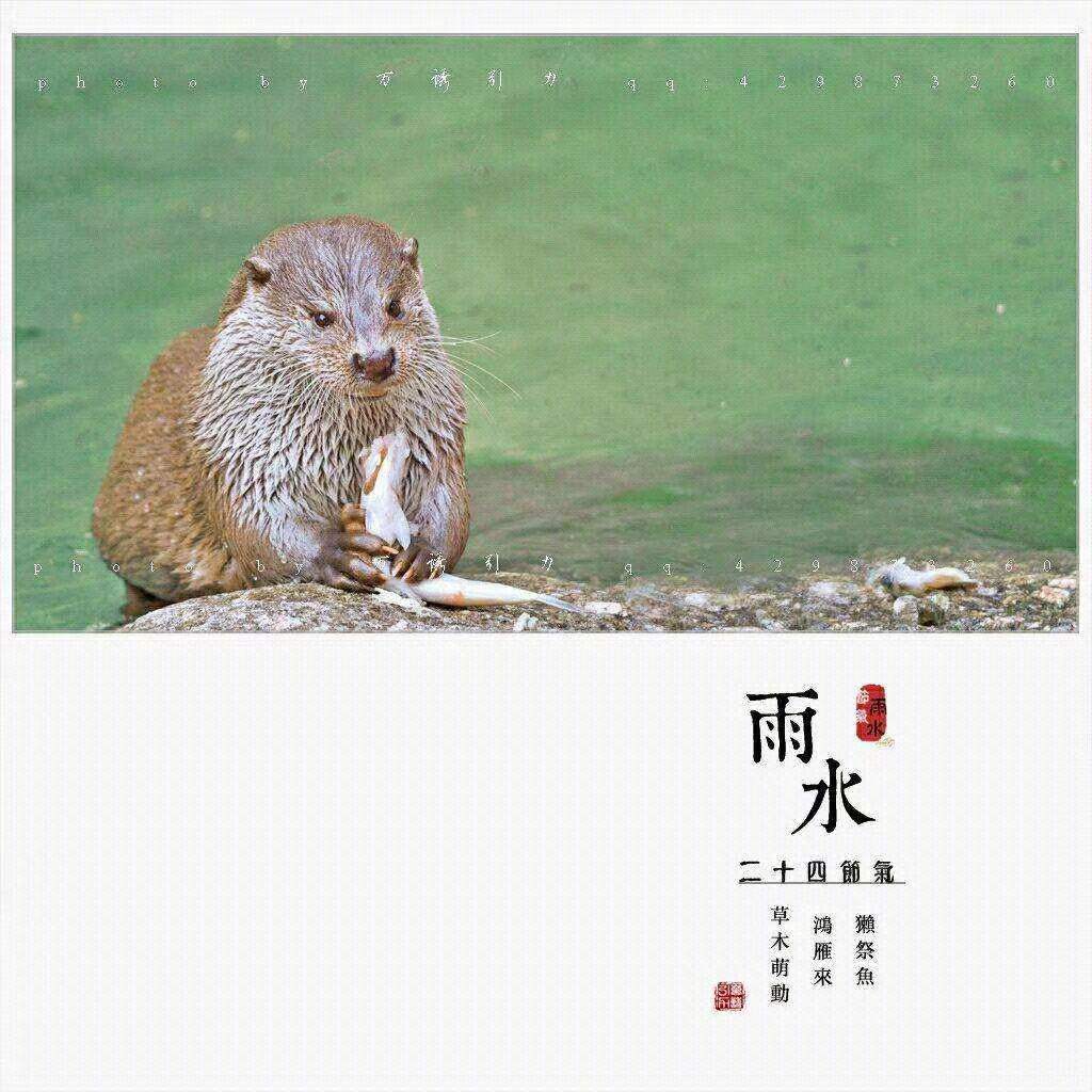 雨水獭祭鱼图片