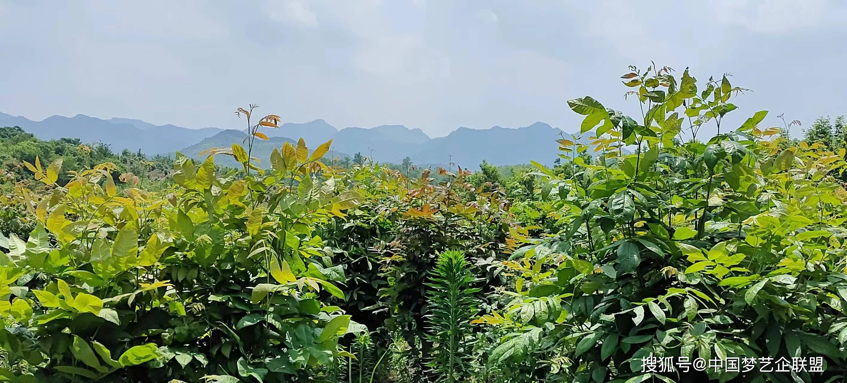 九十九株青钱柳在九华山"安家落户"