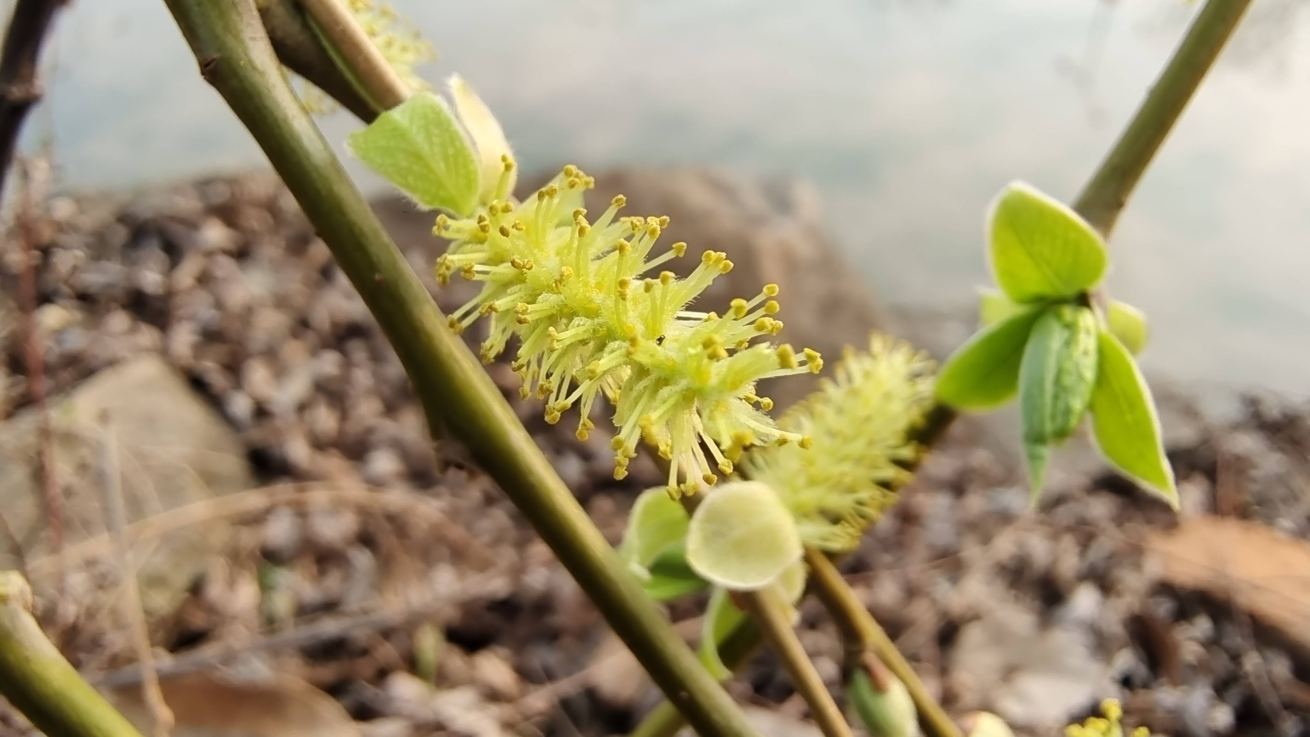吉安随拍：花花草草之春天的柳花-搜狐大视野-搜狐新闻