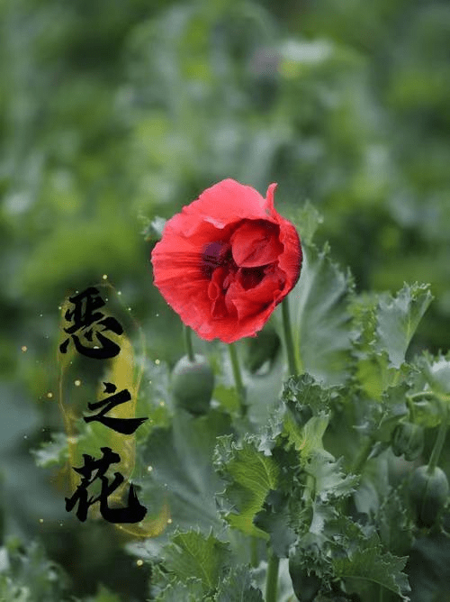 【新晃县禁毒社工】栽下一片禁毒林_种植_活动_毒品