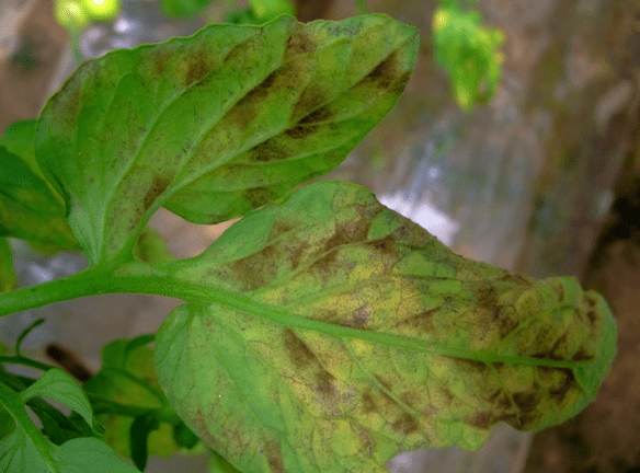 番茄常见病害:得了叶霉病,早预防早治疗_种植_病菌_发病