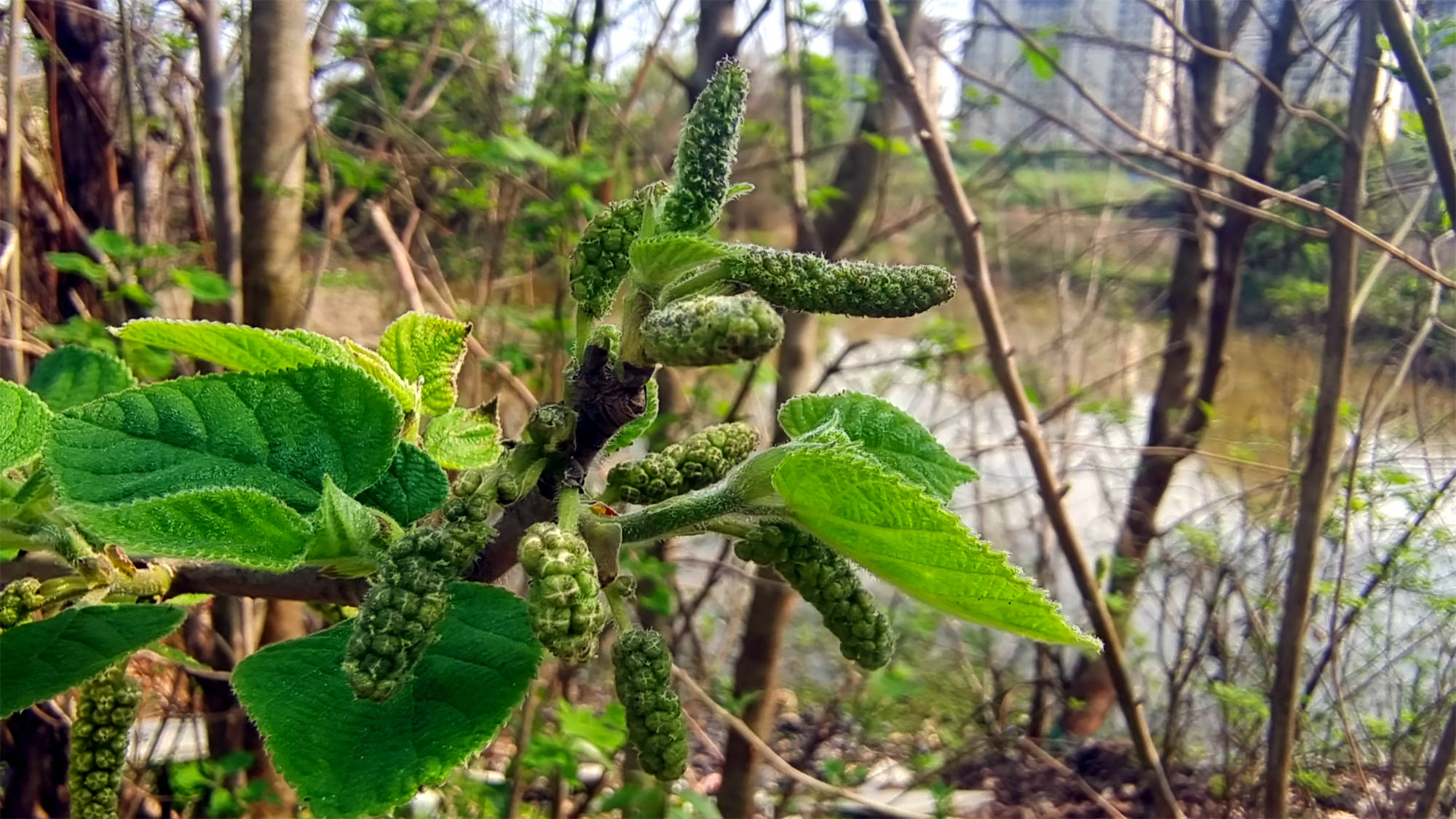 吉安随拍：构树花穗形似
