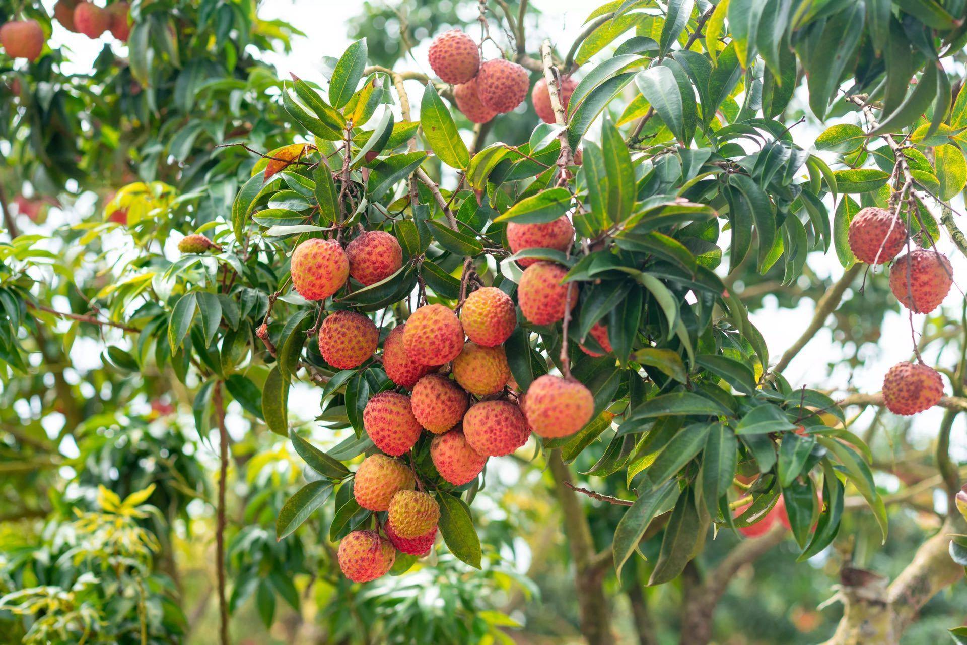 三大广东热带水果赴琼参会,为什么是它们?