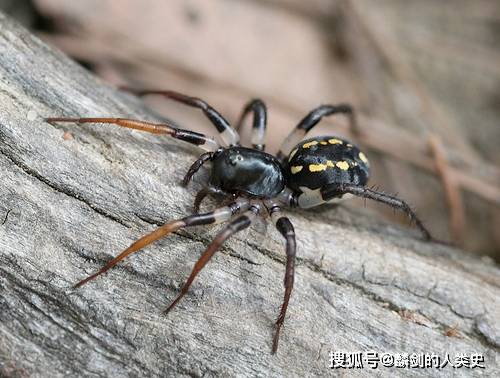 【动物界全系列】蜘蛛目—新蛛亚目(下):横疣蛛_斯托_腹部_黑色