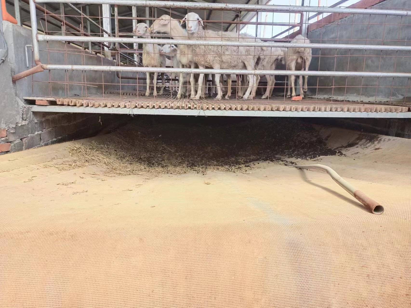 以前小养殖户每天都要起早贪黑打扫羊圈喂食等更别说大养殖户啦,那岂