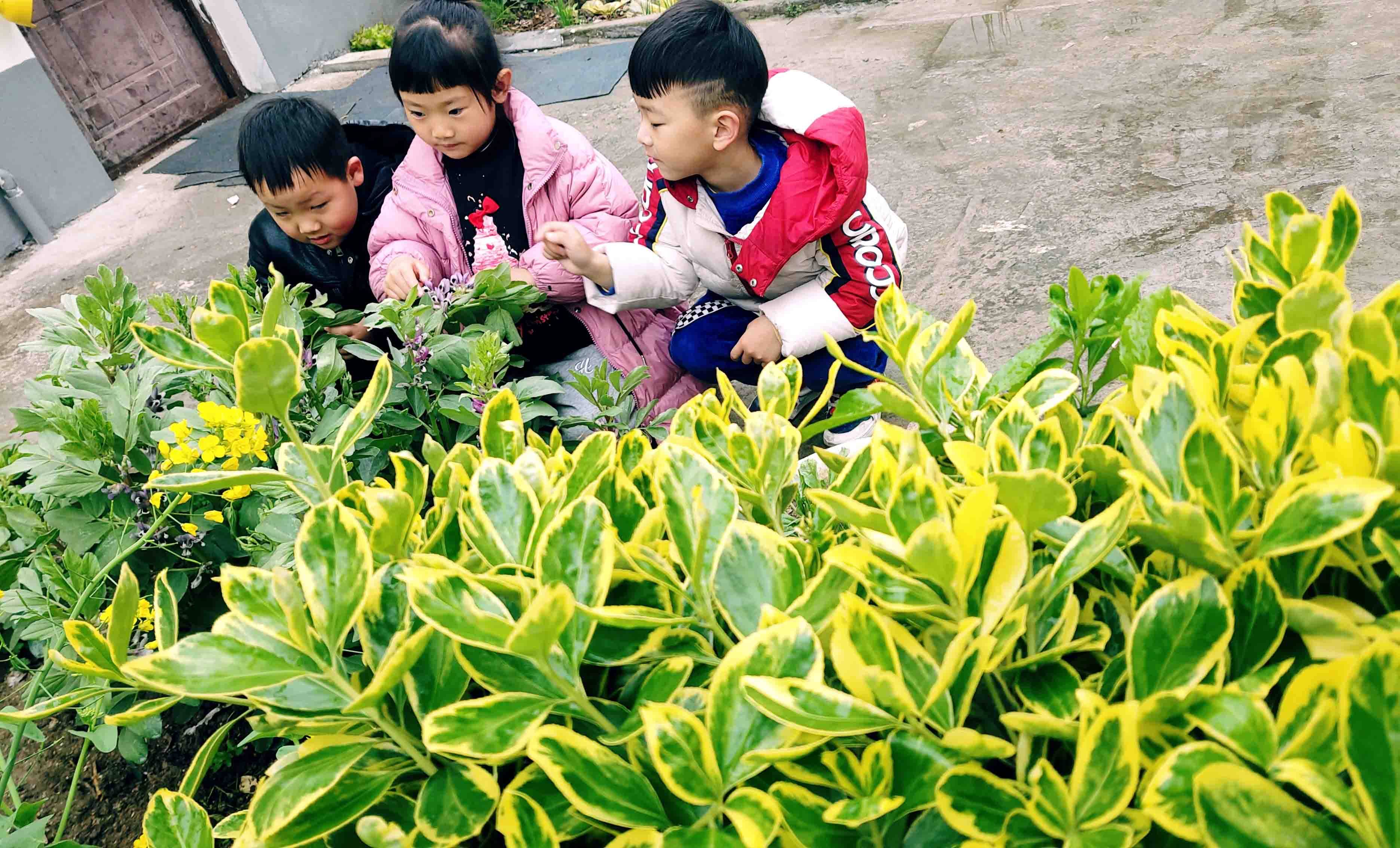苏州市姑苏区东环第二幼儿园组织小朋友们开展小公园"踩春"活动_柳树