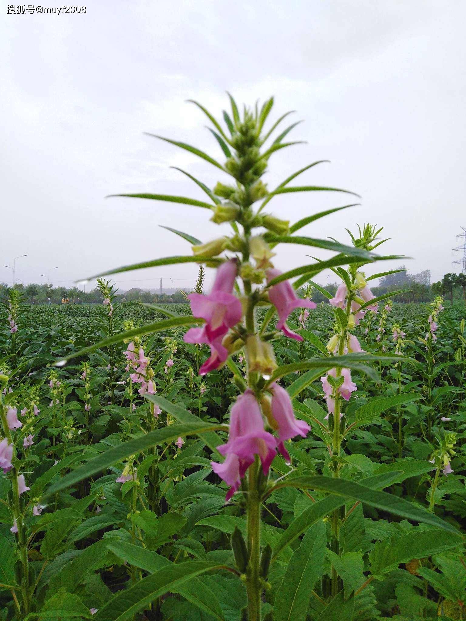 努力实现"芝麻开花节节高"_种植_团队_研究