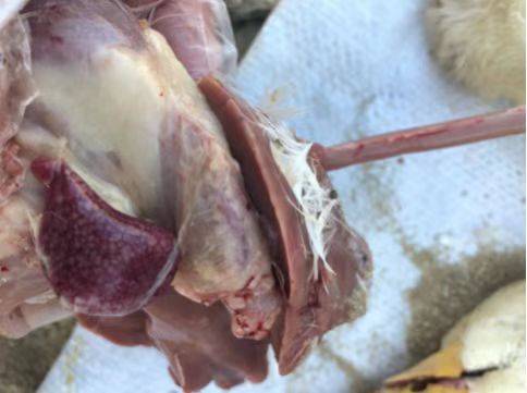 禽医王老师谈肉鸭脾坏死的症状和治疗方法鸭子脾坏死的原因_养殖_病变