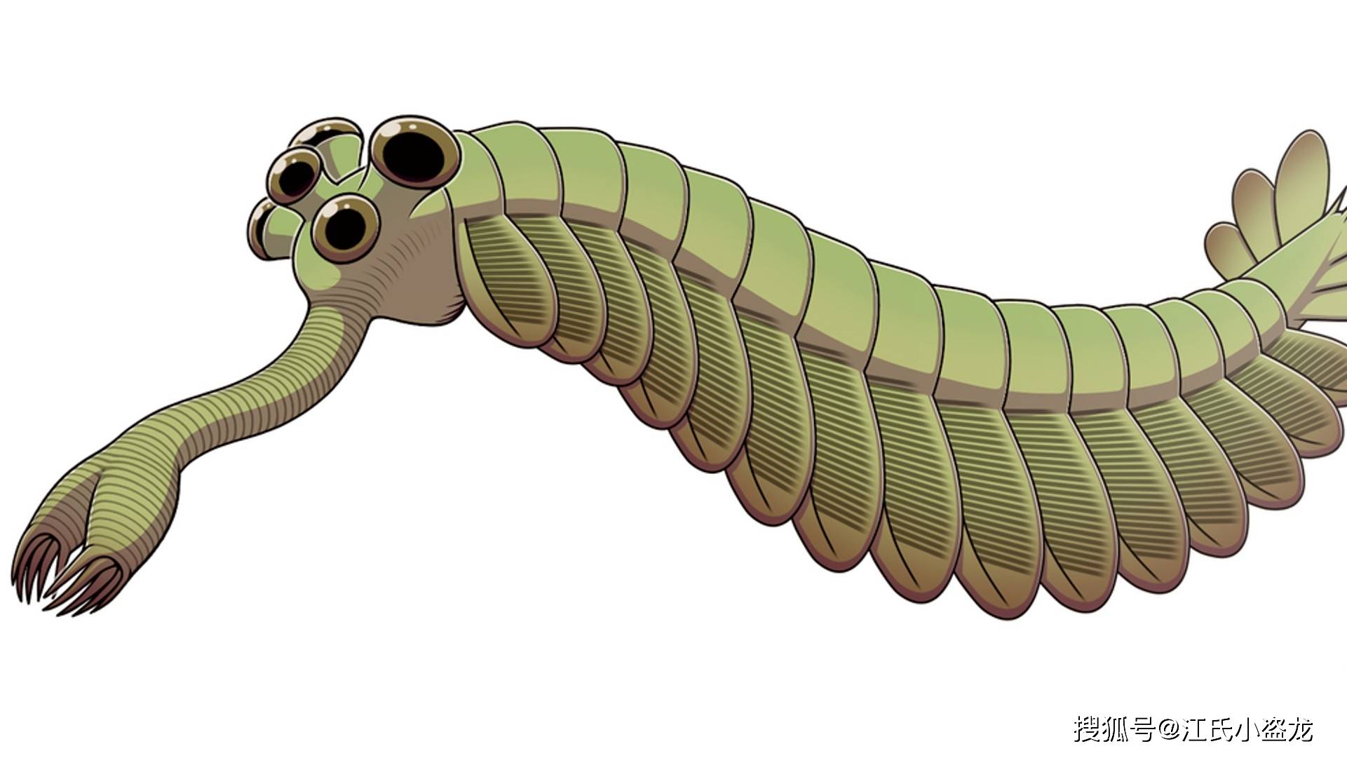 【海怪】5亿年前的五眼怪虾_欧巴宾_海蝎_眼睛