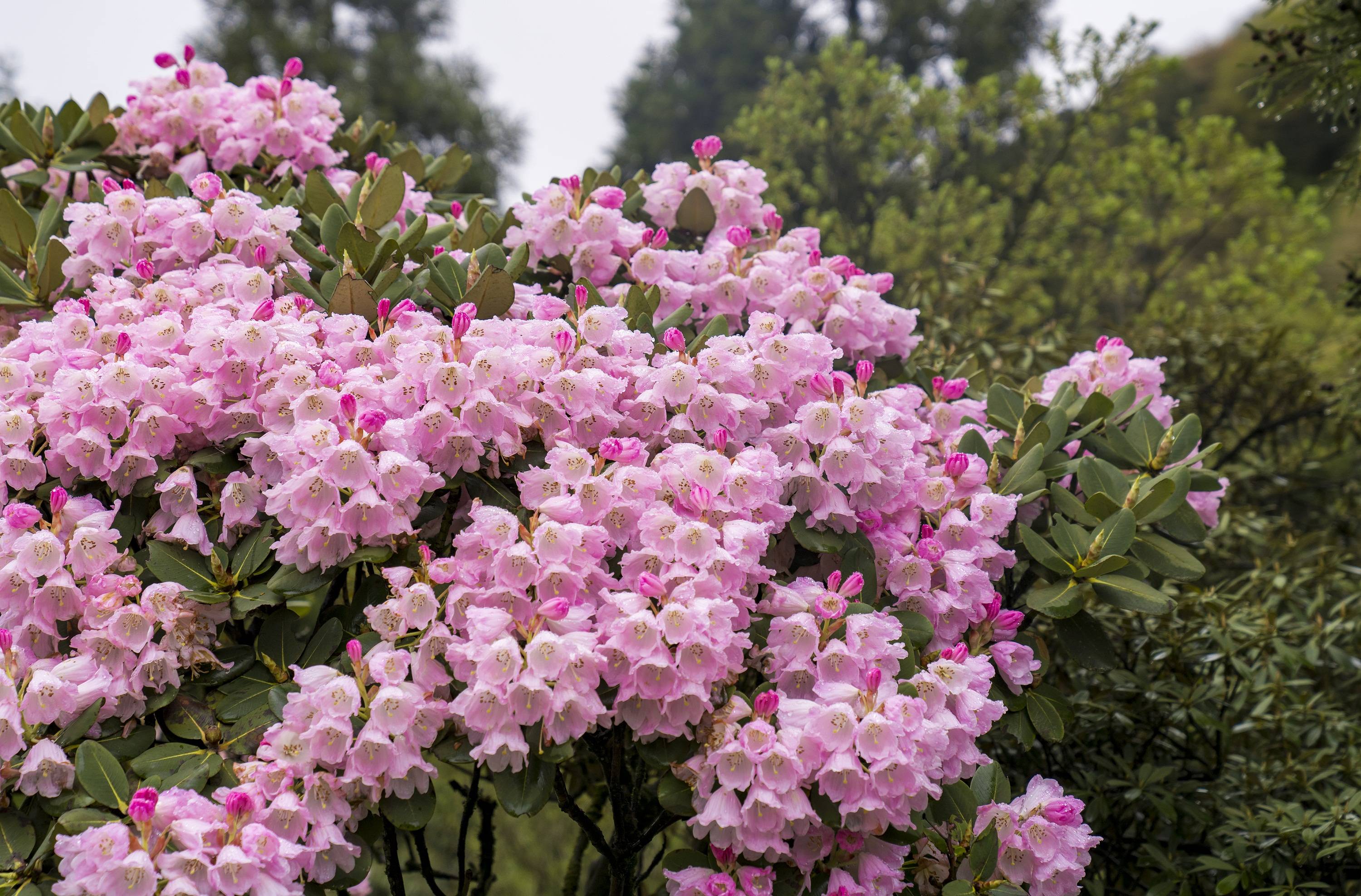 杜鹃花花束图片