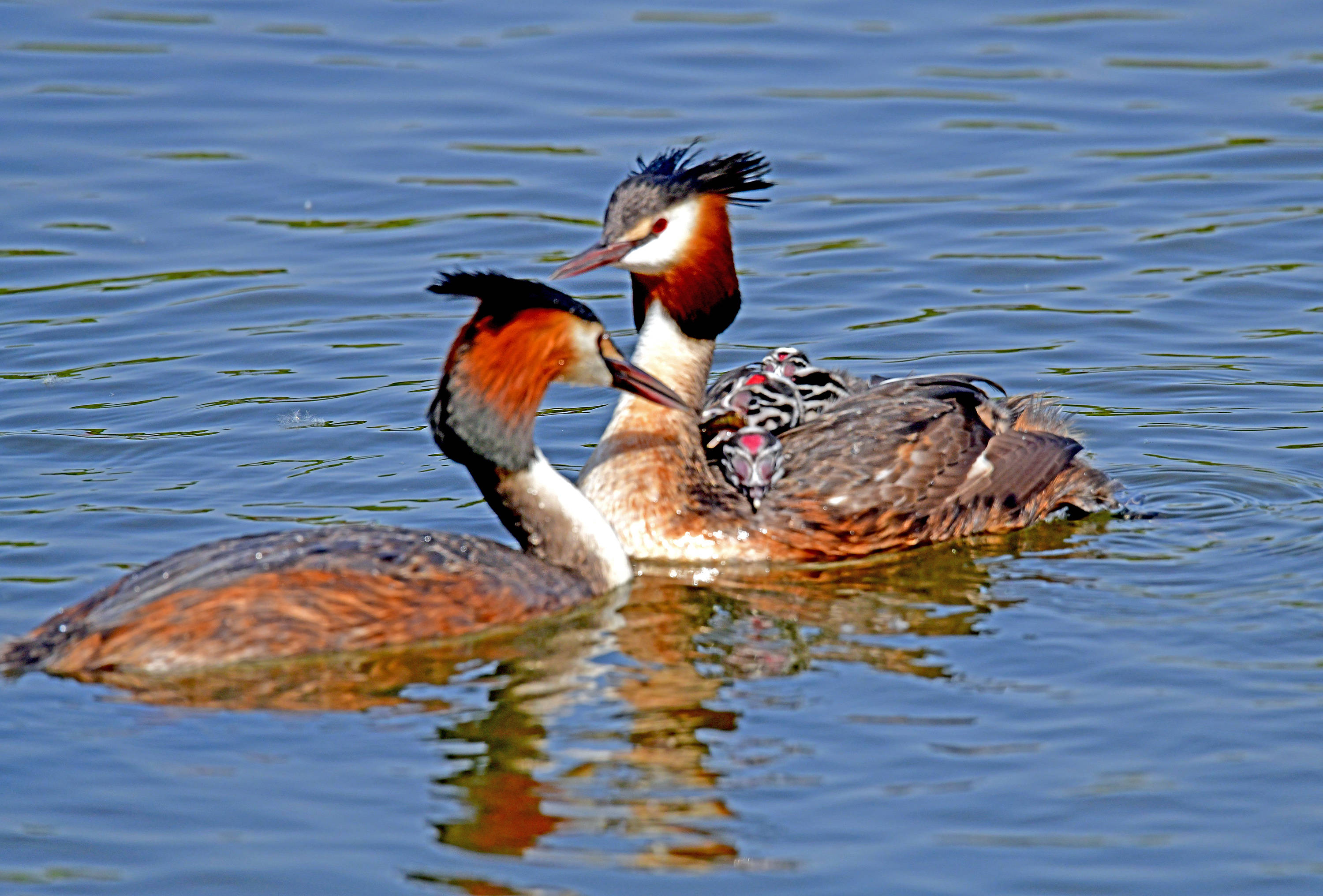 凤头䴙䴘育雏——观鸟纪实_雏鸟_保护_食物