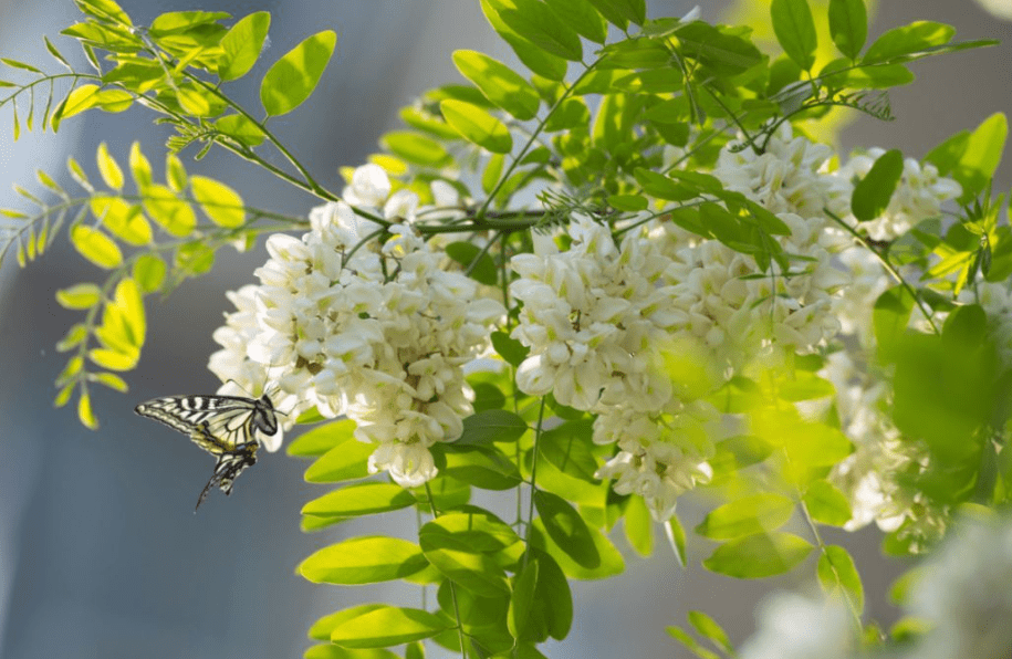 苜蓿花（苜蓿花花语是什么） 第1张