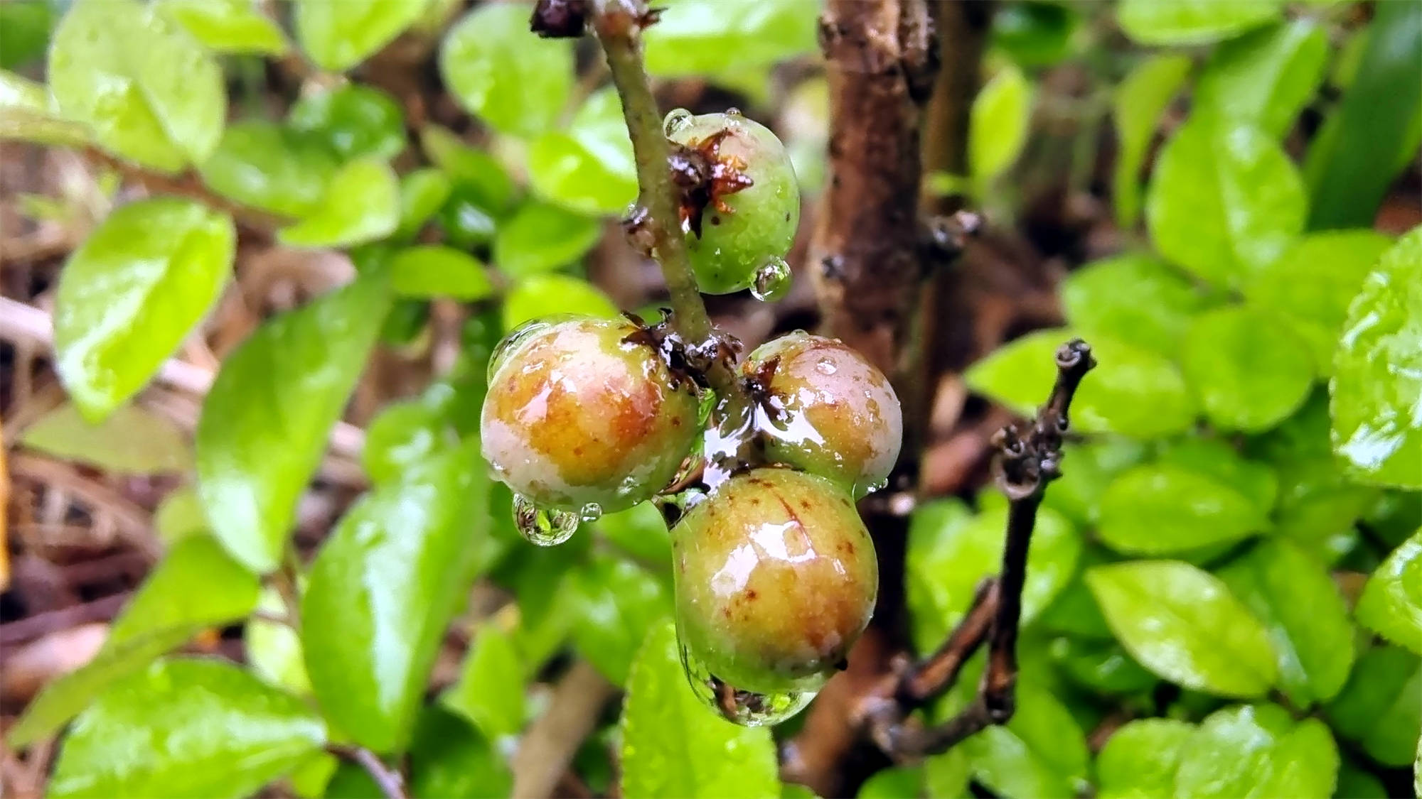 吉安随拍:雀梅果上的雨滴-搜狐大视野-搜狐新闻