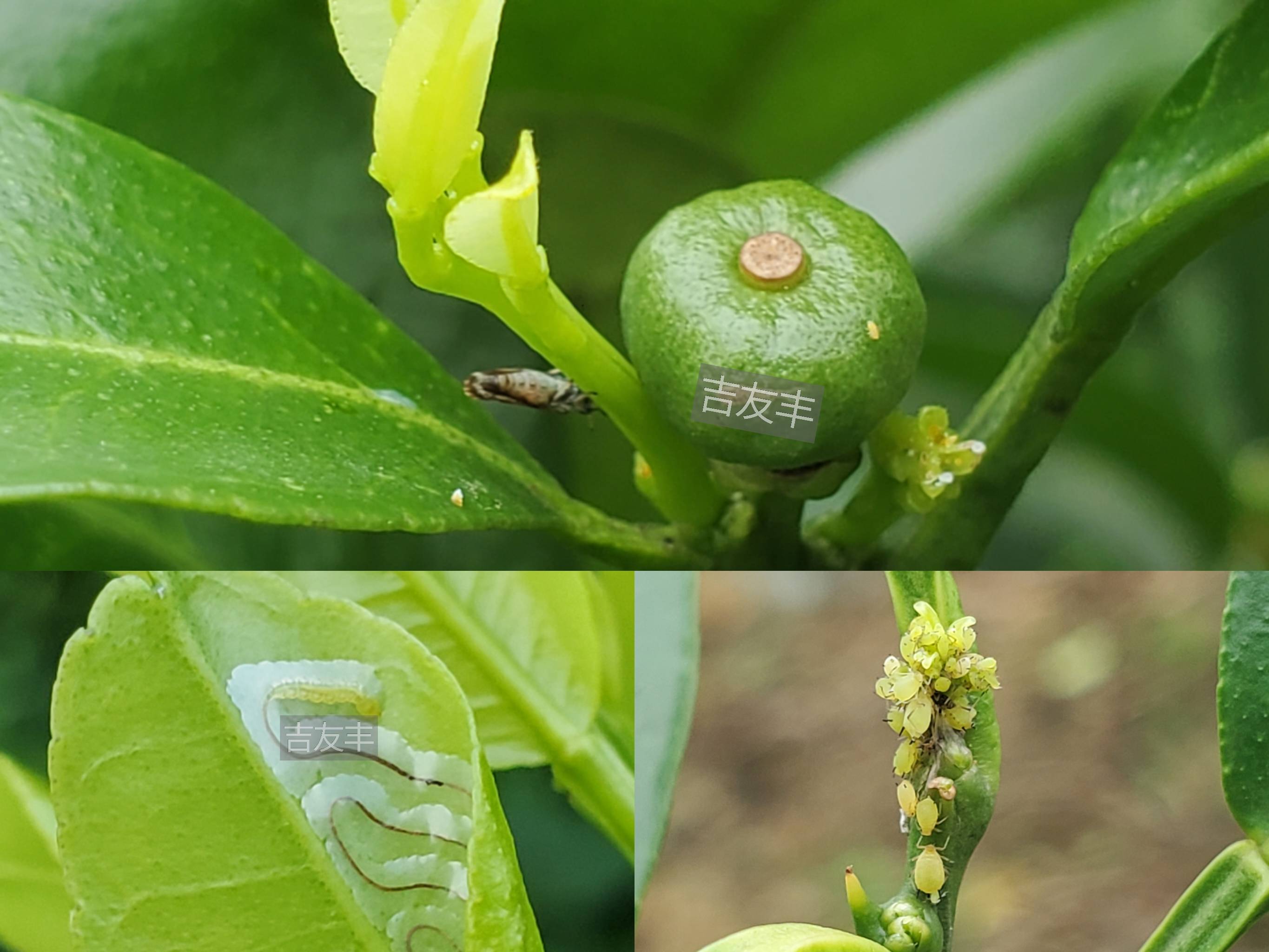 柑橘木虱,蚜虫,潜叶蛾爆发了,即将要预防锈壁虱了!_防治_用药_叶片