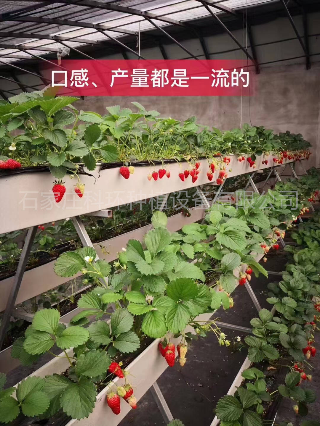 石家庄科环种植设备,草莓立体种植槽种植架防治方法:草莓在栽种时一定
