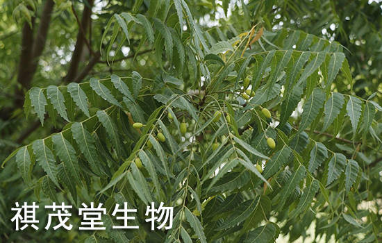 印楝素川楝素的作用功效,印楝素川楝素印楝子提取的农用驱虫杀虫效果