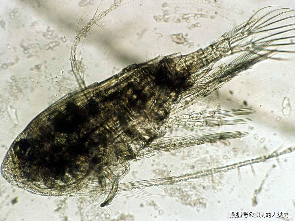 【动物界全系列】哲水蚤目—镖水蚤科(上)_中国_学名_西藏
