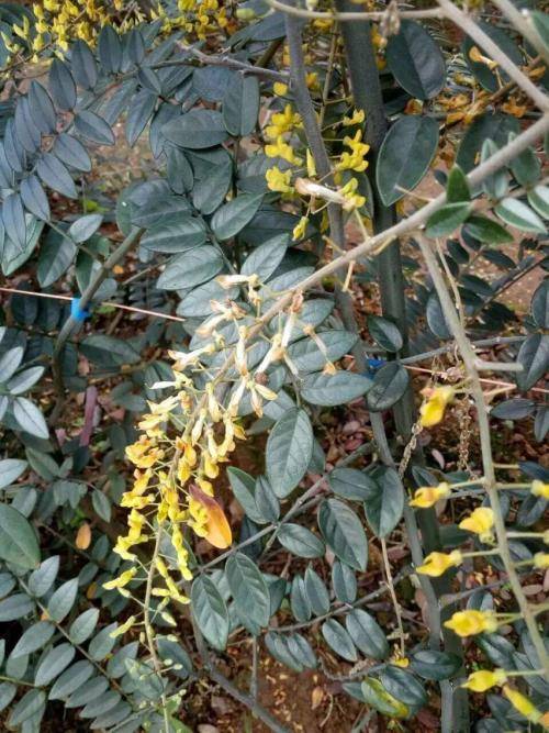 山豆根山苦荬{shankumai}(《广西药用植物名录》)【异名】苦菜(《植物