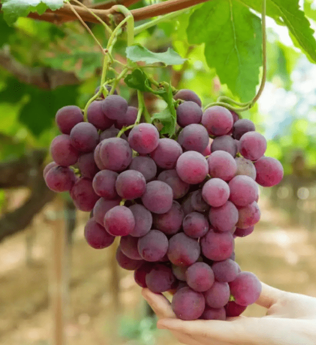 夏天多吃这五样食物,营养又健康_提子_矿物质_是一种