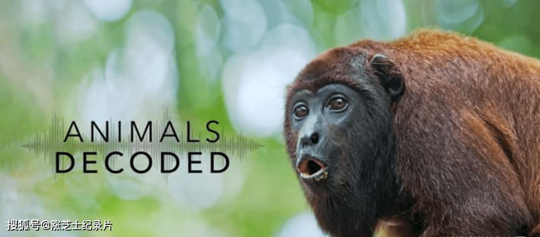 9189-加拿大纪录片《动物解码 Animals Decoded 2018》全3集 英语外挂中英双字 官方纯净版 1080P/MKV/9.3G 动物交流秘密