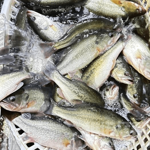 淡水鱸魚怎麼餵食,淡水鱸魚養殖技術_池塘_飼料_水質